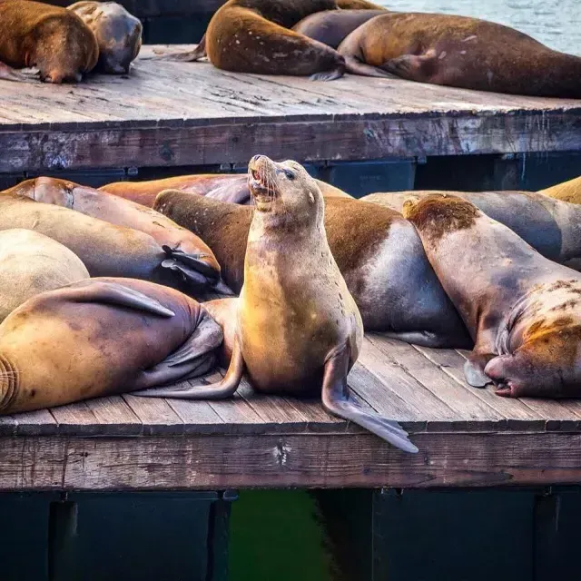 바다사자들이 PIER 39의 K 부두에서 휴식을 취하고 있습니다.